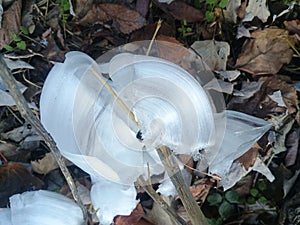 Frost flower early morning cold
