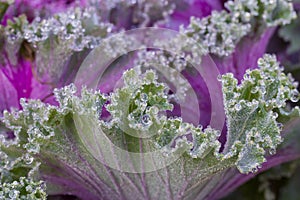 The frost flower in morning