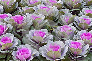 The frost flower in morning