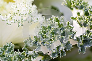 The frost flower in morning