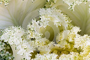 The frost flower in morning