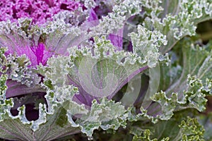 The frost flower in morning