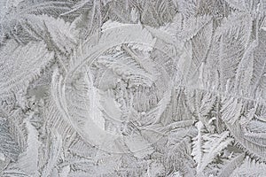 Frost flower on the window