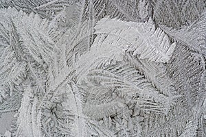 Frost flower on the window