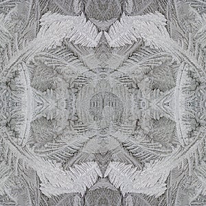 Frost flower on the window