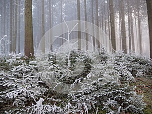 Frost in the forest of the Swiss Alps