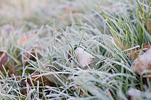 Frost frost icicles first frost on grass and leaves on the lawn late autumn cold frosty morning November