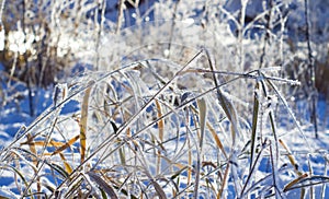 Frost on the grass