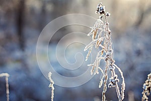 Frost on the grass