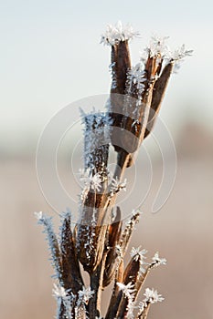 Frost grass close up