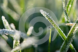 Frost On Grass, with dewdrop.