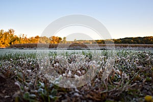 Frost Grass on the Edge of a Cornfield