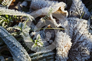 Frost on grass and fallen leaves in cold season, Ice crystals of hoarfrost