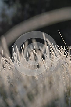 Frost on the grass in the Forest. Ice crystals on meadow grass close up. Nature background.Grass with morning frost and