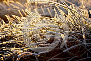 Grass with morning frost and yellow sunlight in the meadow,
