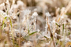 The frost on the grass in late autumn in daylight.