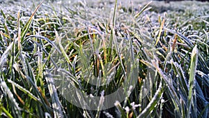 Frost on the grass in late November.