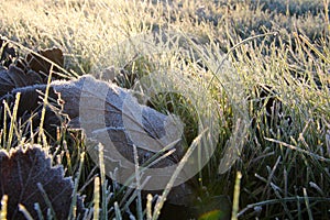 Frost on the grass and on the leaf