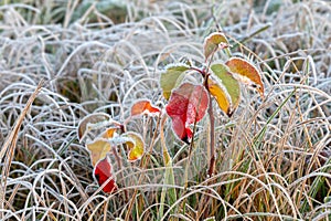Frost on the grass and leaves on a cold autumn. Water ice crystals freeze on plants during cold spells