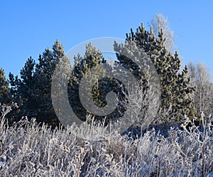 Frost on the grass and pine trees, winter nature