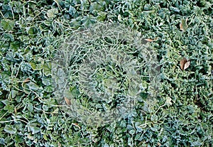 Frost on green grass