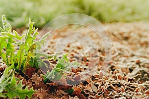 Frost green leaves and brown dry leaves with ice in late autumn to early winter. Fall season. Frost leaves in forest. Nature