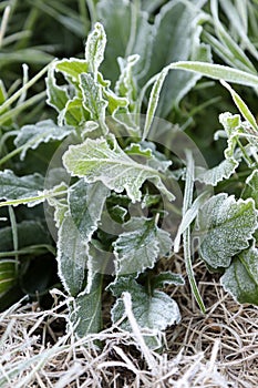 Frost on green plants and weeds