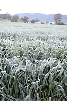 Frost on green plants and weeds