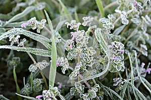 Frost on green plants and weeds