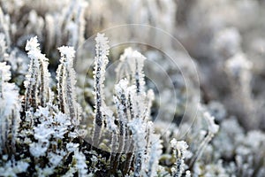 Frost and Ice on Cladonia Deformis Lichen photo