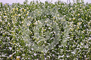 Frost-Kissed Gold: A Picturesque Snow-Blanketed Rapeseed Field in the Tranquil Countryside. Winter& x27;s Whispers: Snow