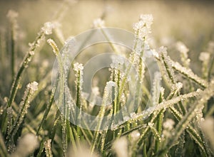 Frost on lawn