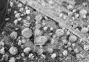 Frost on a leaf