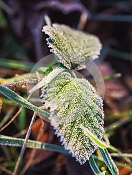 Frost on a leaf. Selective focus, Winter theme background