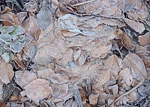 Frost Leaves