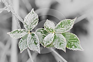 Frost on leaves