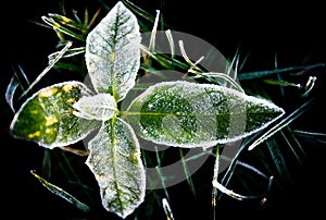 Frost on leaves