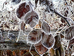 Frost on Leaves