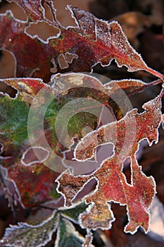 Frost leaves