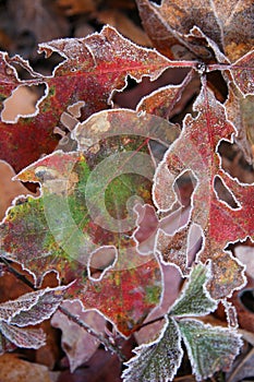 Frost leaves