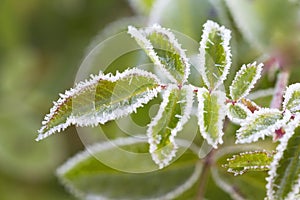 The frost on the leaves.