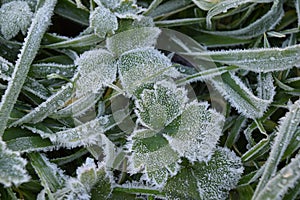 Frost on Leaves