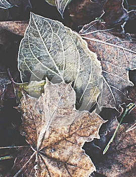 Frost Leaves