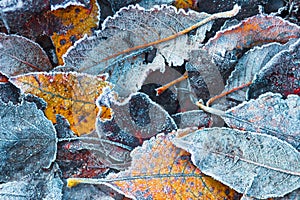 Frost on leaves. Frosty autumn background. Hoarfrost on plants. Creative pattern autumn nature background