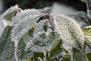 Frost on the leaves on frosty winter morning. Hoarfrost on plants. Scenic nature design