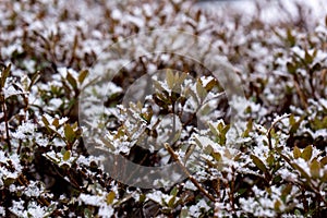 Frost leaves, frozen leaves