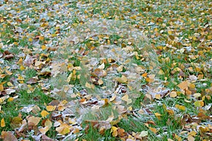 Frost on leaves and green grass in late autumn