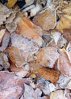 Frost leaves in the morning