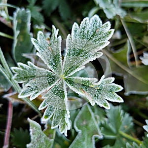 Frost leaves in winter time