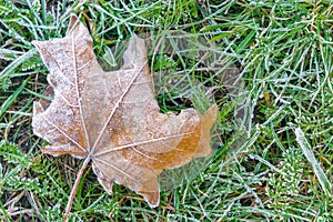 Frost on maple leaf lying on grass in autumn